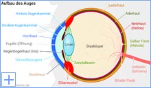 Aufbau menschliches Auge