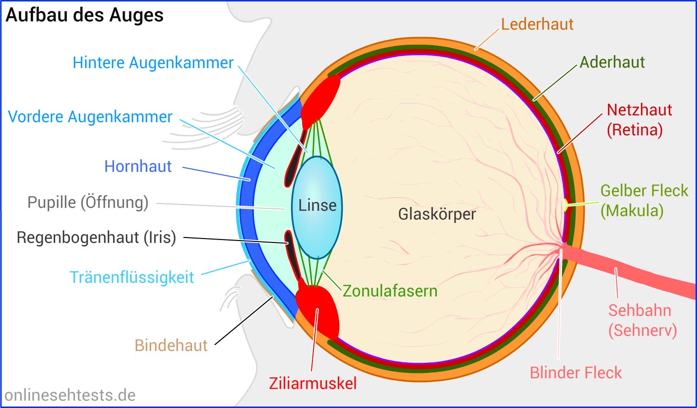 Das Auge » Aufbau, Aufgaben, Erkrankungen & Tipps