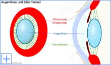 Augenlinse und Ziliarkörper