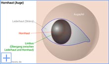 Hornhaut (Auge), Cornea