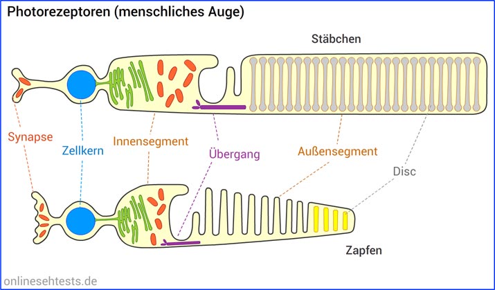 Fotorezeptoren der Netzhaut im menschlichen Auge (Aufbau)