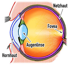 Auge - Sehen