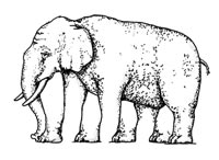 Elefant mit 5 Beinen (Optische Illusion)